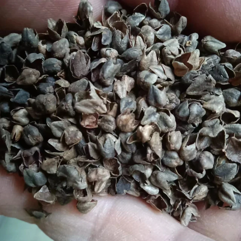 Raw-and-Roasted-Bitter-Tartary-Buckwheat-Hull-Pillow-Fill-Buckwheat-Hull-Shell-Bulk-Buckwheat-Hulls